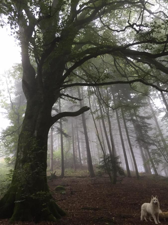 Les Perruchons Ancienne Grange Renovee Avec Soin Villa Ozolles Dış mekan fotoğraf
